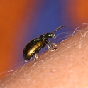 Macro chalet aout 09 - 023